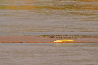 Crocodile - Samburu, Kenya