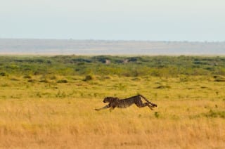 Cheetah - Amboseli, Kenya