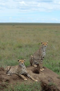 Cheetahs - Serengeti, Tanzania