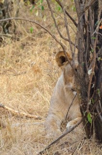 Lion - Masai Mara, Kenya