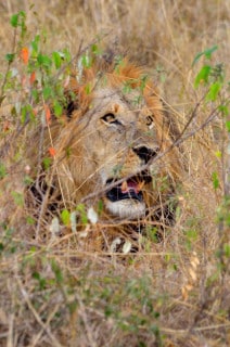 Lion - Masai Mara, Kenya