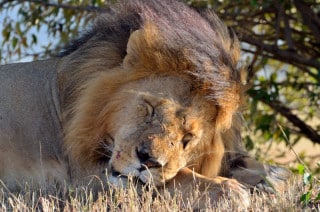 Lion - Masai Mara, Kenya