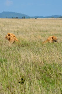 Lions - Serengeti, Tanzania