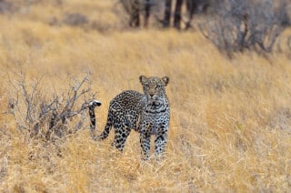 Leopard - Samburu, Kenya