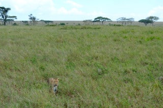 Leopard - Serengeti, Tanzania