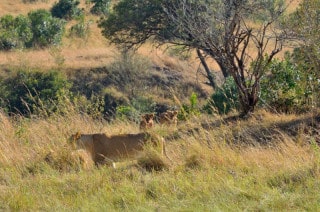 Lion cubs with their mother - Masai Mara, Kenya