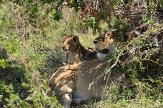 Lion cubs with their mother - Masai Mara, Kenya