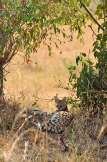 Serval - Masai Mara, Kenya