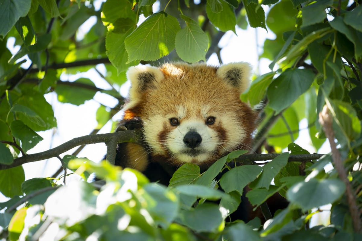 Red Panda - Marwell Zoo