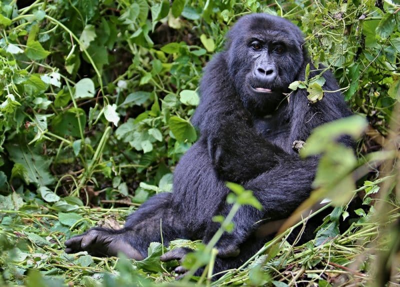 Gorilla in Uganda